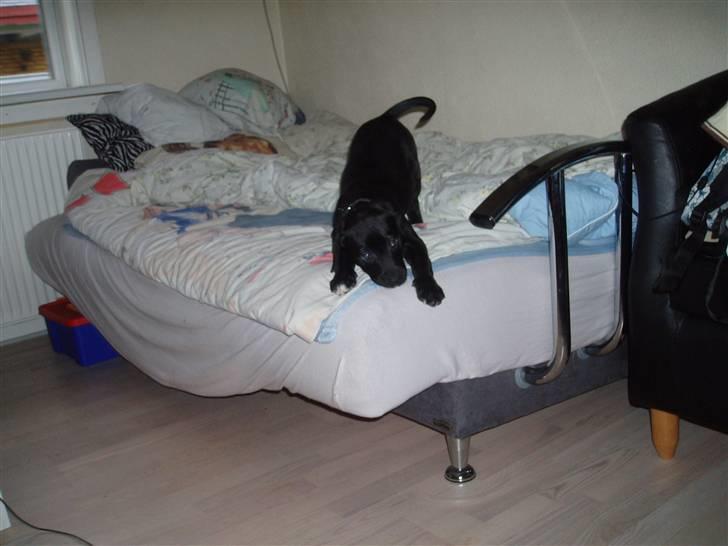 Blanding af racer blackie<3 billede 12