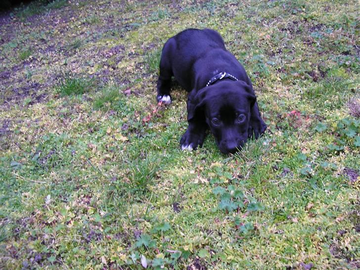 Blanding af racer blackie<3 billede 13