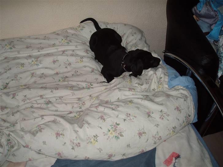 Blanding af racer blackie<3 billede 14