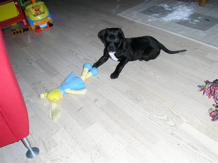 Blanding af racer blackie<3 billede 15