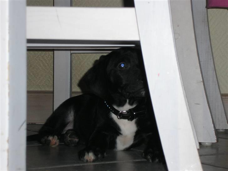 Blanding af racer blackie<3 billede 16