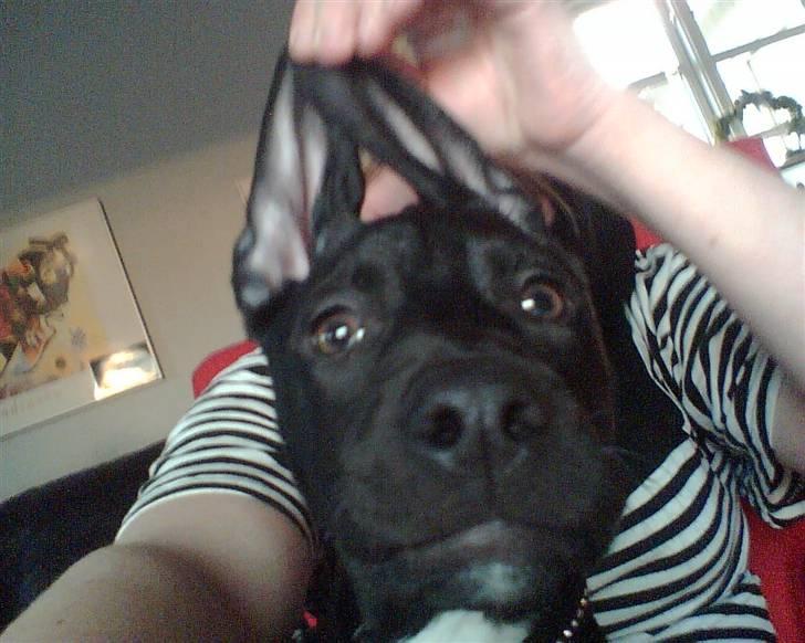 Blanding af racer blackie<3 billede 17