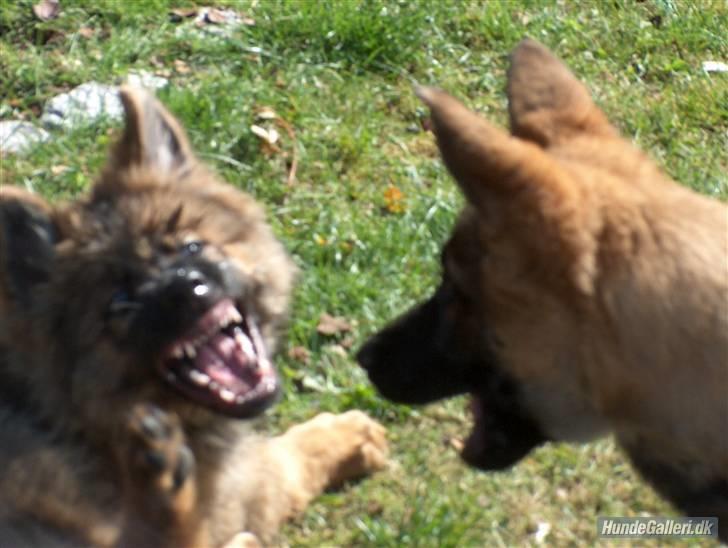 Schæferhund Bayogi´s Master - Jeg viser mine flotte tænder billede 7