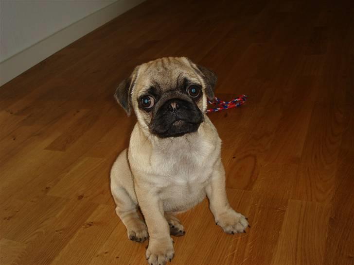 Mops Cosmo billede 5