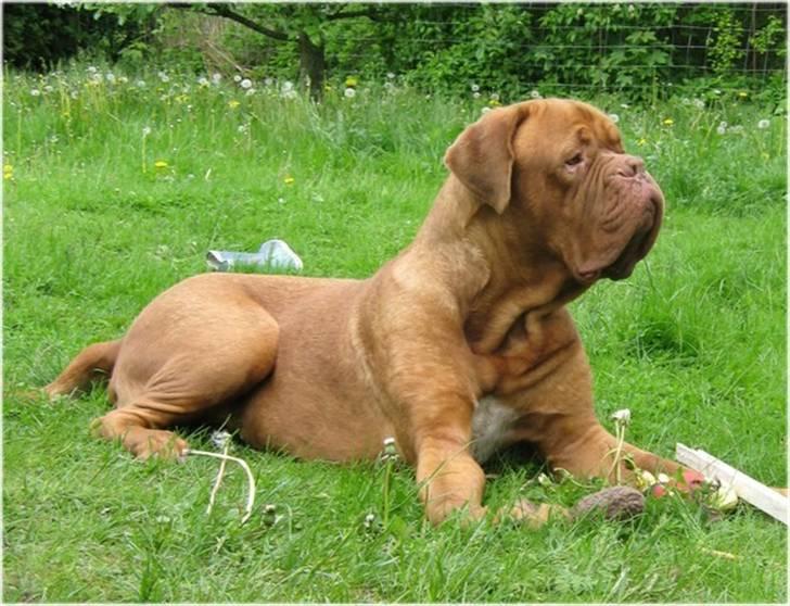 Dogue de bordeaux Asterix - R.I.P. :(  - Asterix 6 uger gammel billede 1