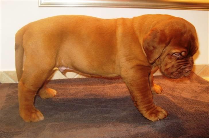 Dogue de bordeaux Asterix - R.I.P. :(  - Asterix 6 uger gammel billede 2