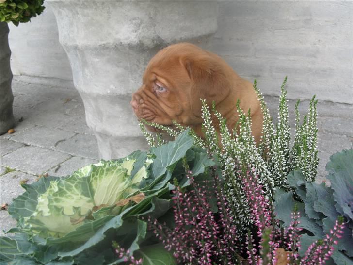 Dogue de bordeaux Asterix - R.I.P. :(  billede 3