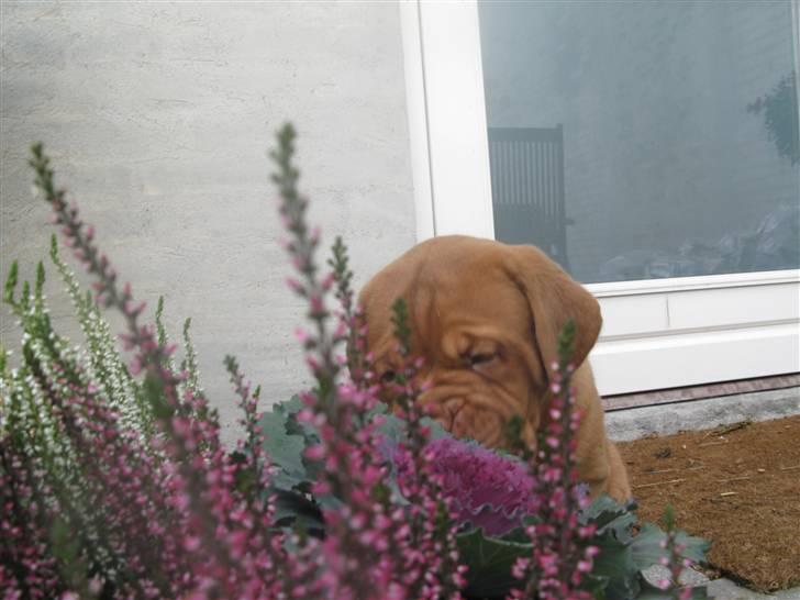 Dogue de bordeaux Asterix - R.I.P. :(  billede 4