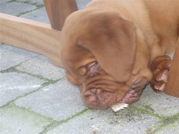 Dogue de bordeaux Asterix - R.I.P. :(  billede 5