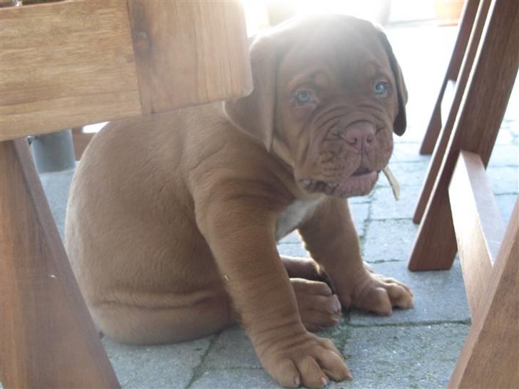 Dogue de bordeaux Asterix - R.I.P. :(  billede 6