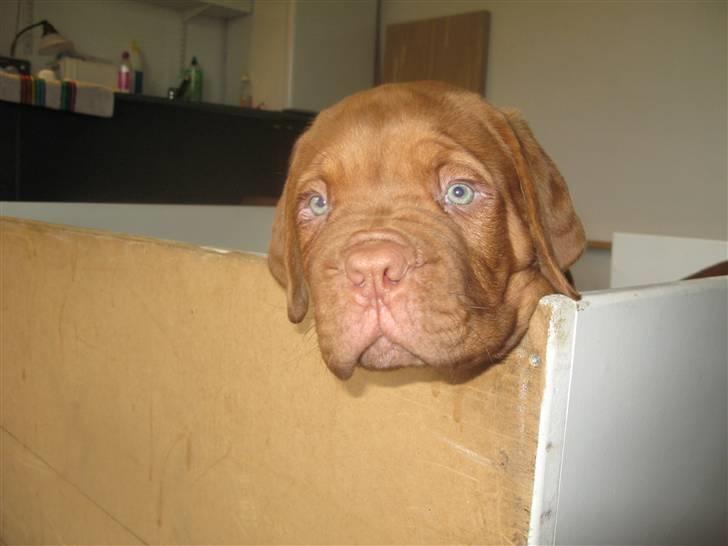 Dogue de bordeaux Asterix - R.I.P. :(  billede 7