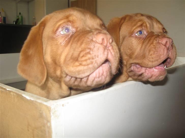 Dogue de bordeaux Asterix - R.I.P. :(  - Asterix til venstre og hans søster Athene til højre billede 8