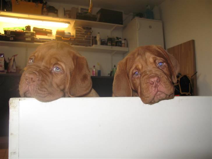 Dogue de bordeaux Asterix - R.I.P. :(  - Asterix og søster Athene 8 uger gamle billede 9