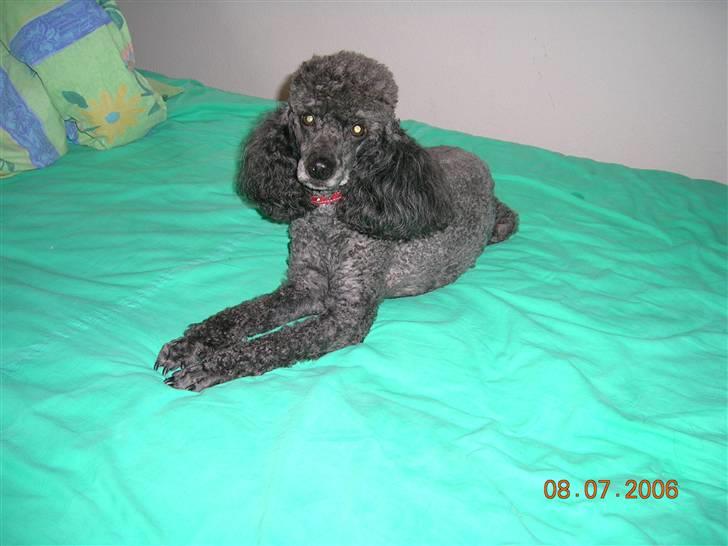 Mellempuddel Bølle - Bølle ligger og kigger, billede 9