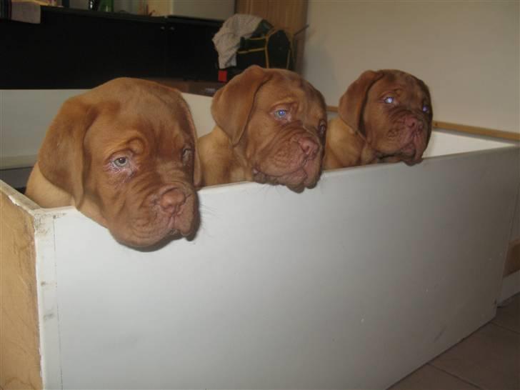 Dogue de bordeaux Asterix - R.I.P. :(  billede 10