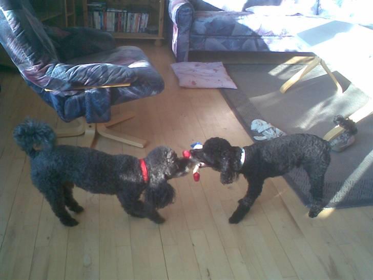 Mellempuddel Bølle - Bølle og Uffe leger. billede 14