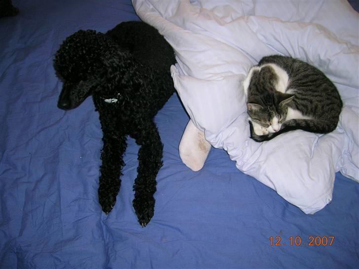 Mellempuddel Uffe - Uffe og Perle. billede 5