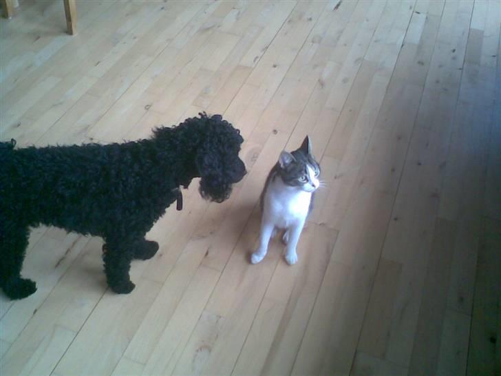 Mellempuddel Uffe - Uffe siger Hej til Perle. billede 6