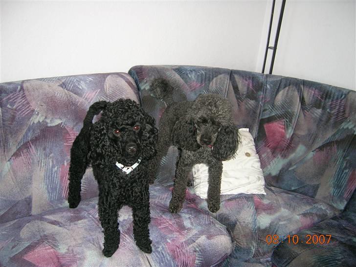 Mellempuddel Uffe - Uffe og Bølle kigger. billede 7