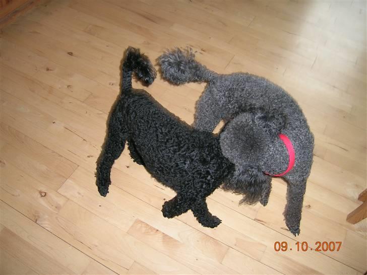 Mellempuddel Uffe - Uffe og Bølle leger. billede 8