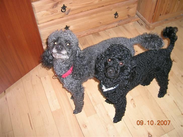 Mellempuddel Uffe - Uffe og Bølle kigger. billede 9