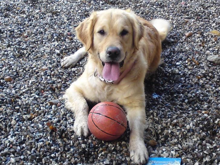 Golden retriever One'aby  - jeg er mors hund<33 billede 1