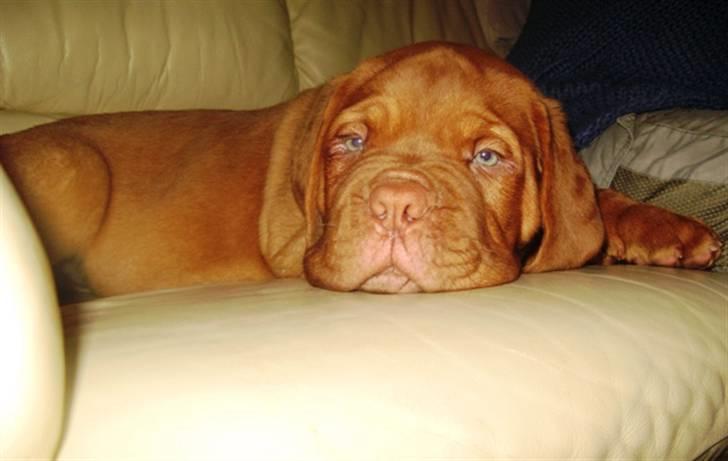 Dogue de bordeaux Asterix - R.I.P. :(  billede 11