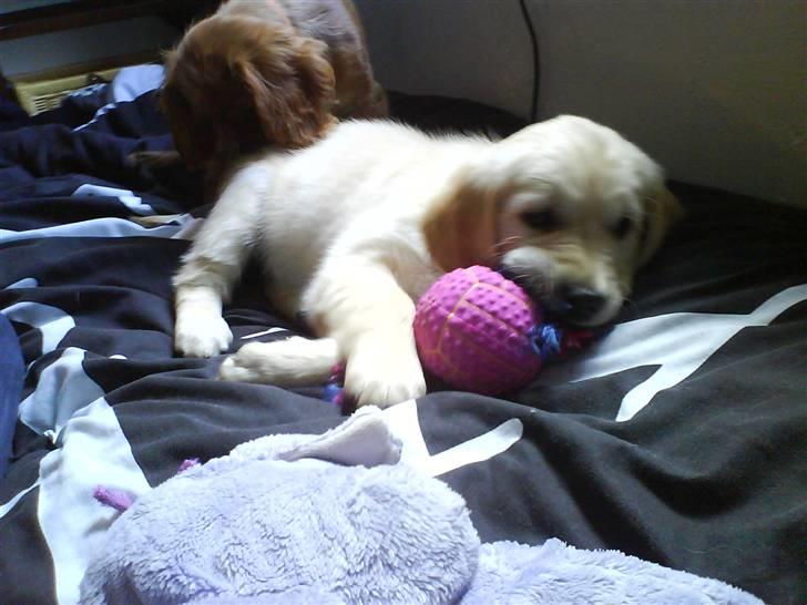 Golden retriever One'aby  - du skal ikke tage den mor den er min! billede 2