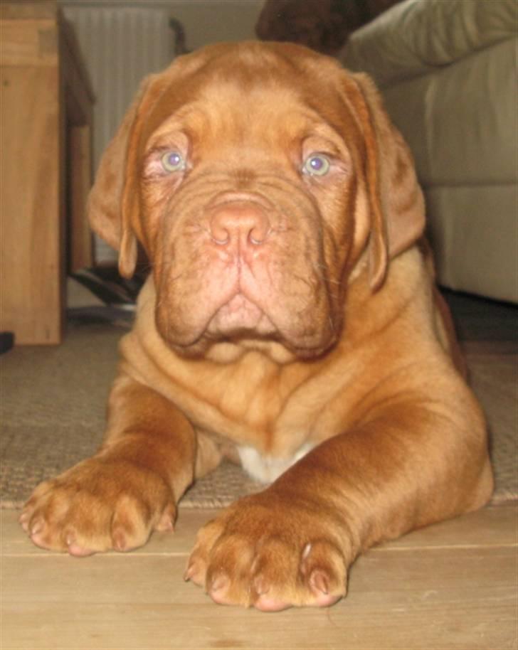 Dogue de bordeaux Asterix - R.I.P. :(  billede 12