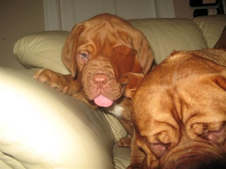 Dogue de bordeaux Asterix - R.I.P. :(  billede 13