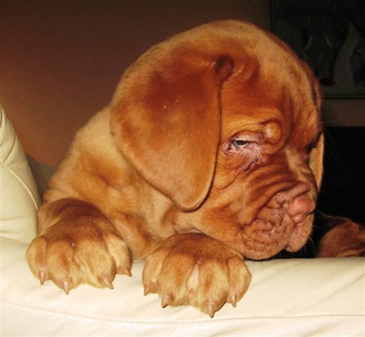 Dogue de bordeaux Asterix - R.I.P. :(  billede 14