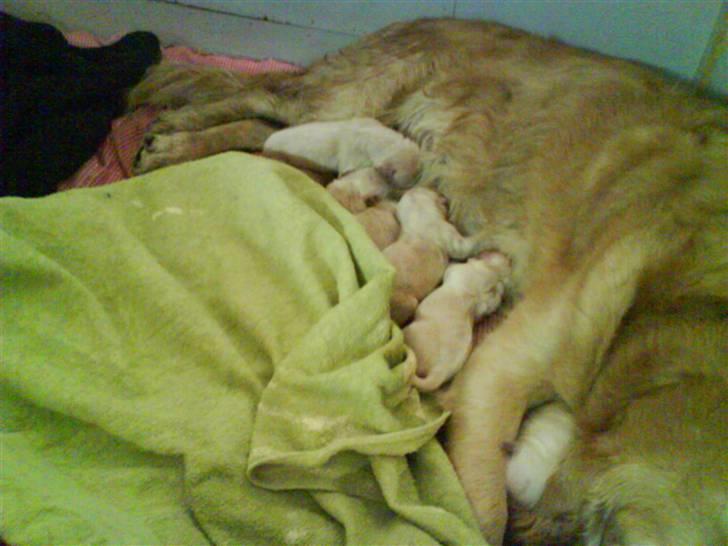 Golden retriever One'aby  - ca 2 timer efter fødslen billede 3
