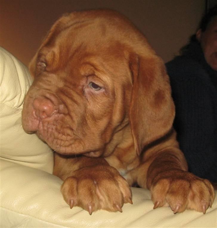 Dogue de bordeaux Asterix - R.I.P. :(  billede 15