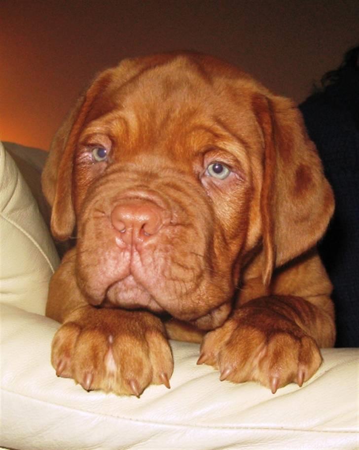 Dogue de bordeaux Asterix - R.I.P. :(  billede 16