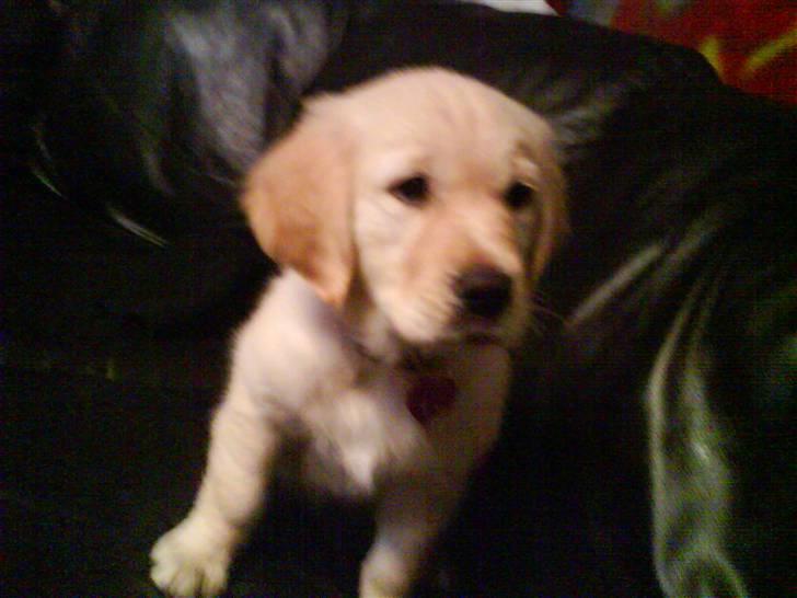 Golden retriever One'aby  - er jeg ikk dygtig? billede 4