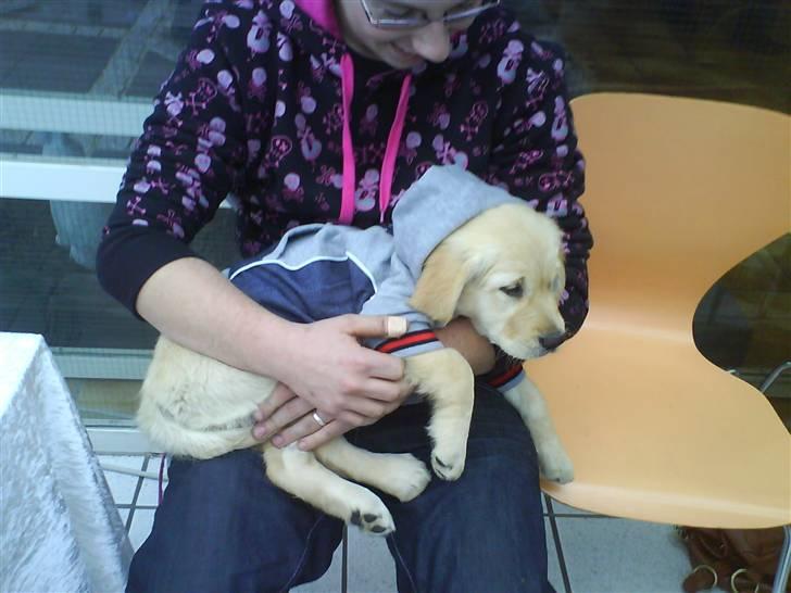 Golden retriever One'aby  - mor tog mig med ud på en eller anden messe og far gav mig den her trøje på folk synes jeg var nuttet både med og uden trøje det var vist et hit med min charme billede 5