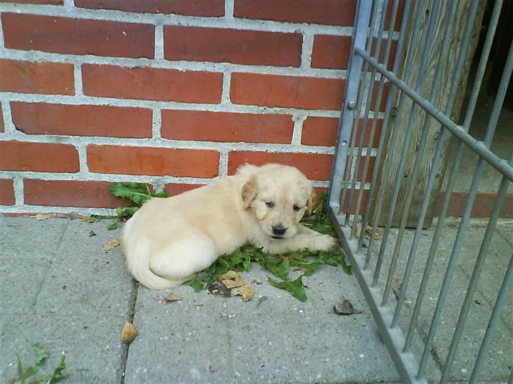 Golden retriever One'aby  - her er jeg 4 uger  billede 6