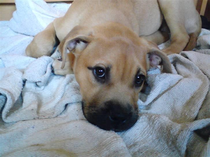 Blanding af racer Pi    R.I.P. billede 1