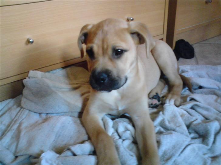 Blanding af racer Pi    R.I.P. billede 2