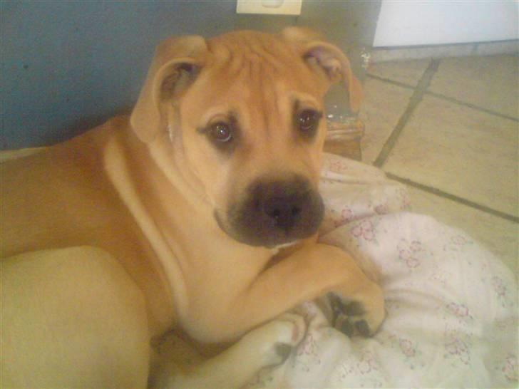 Blanding af racer Pi    R.I.P. billede 3