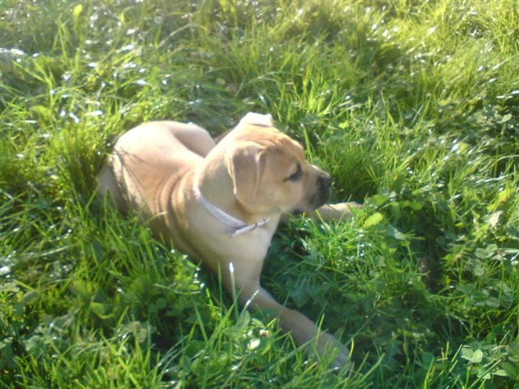 Blanding af racer Pi    R.I.P. billede 4