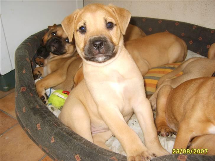 Blanding af racer Pi    R.I.P. billede 5