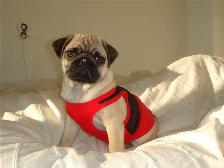 Mops Cosmo billede 6