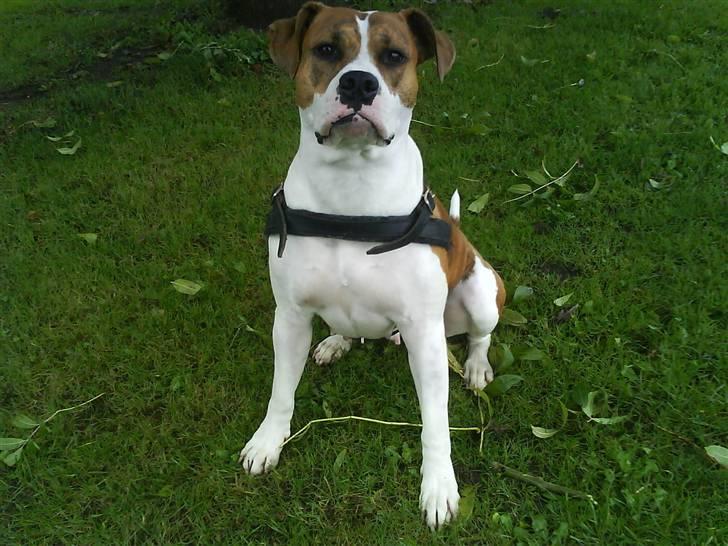 Blanding af racer Freja billede 17