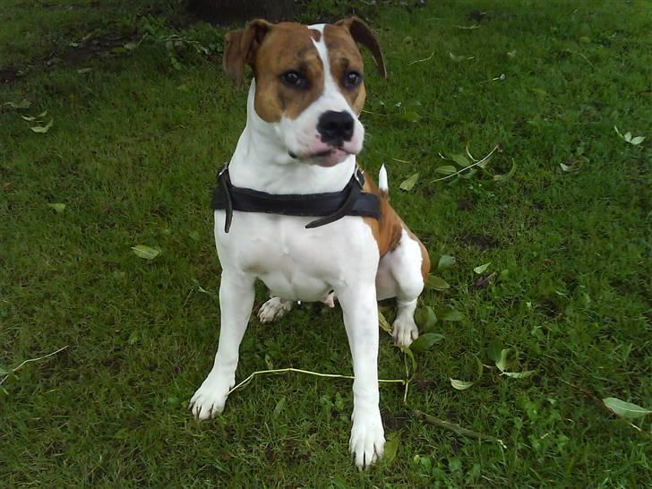 Blanding af racer Freja billede 18