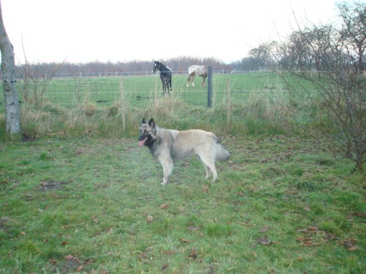 Belgisk hyrdehund joyi billede 11