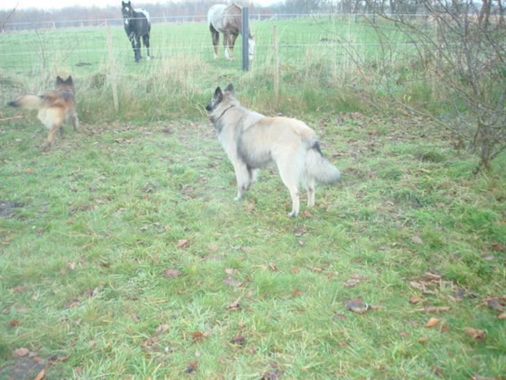 Belgisk hyrdehund joyi billede 12