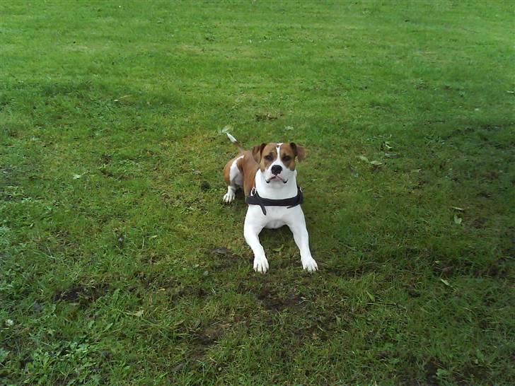 Blanding af racer Freja billede 19