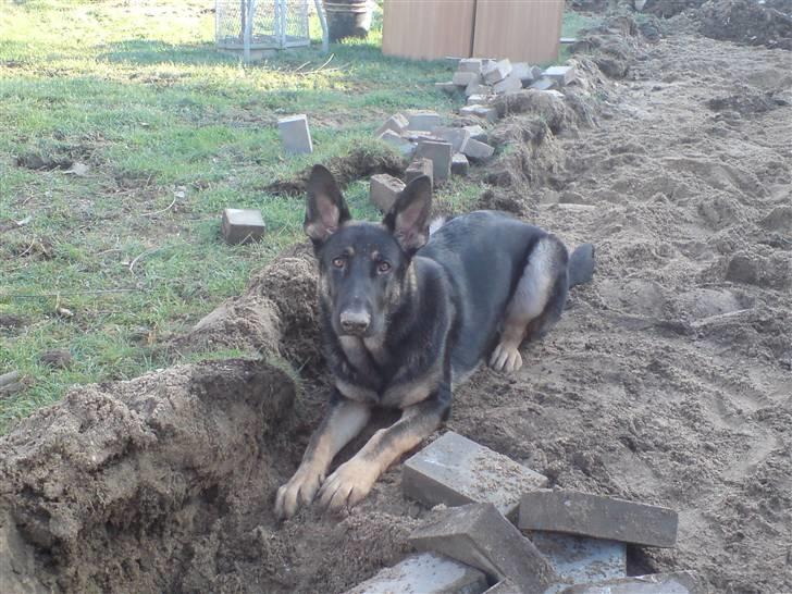 Schæferhund Nero - Her er så dejligt i haven billede 15