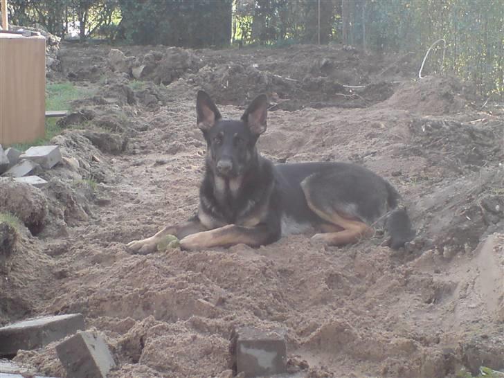 Schæferhund Nero - Jeg holder så meget af at ligge her på den kolde jord billede 16